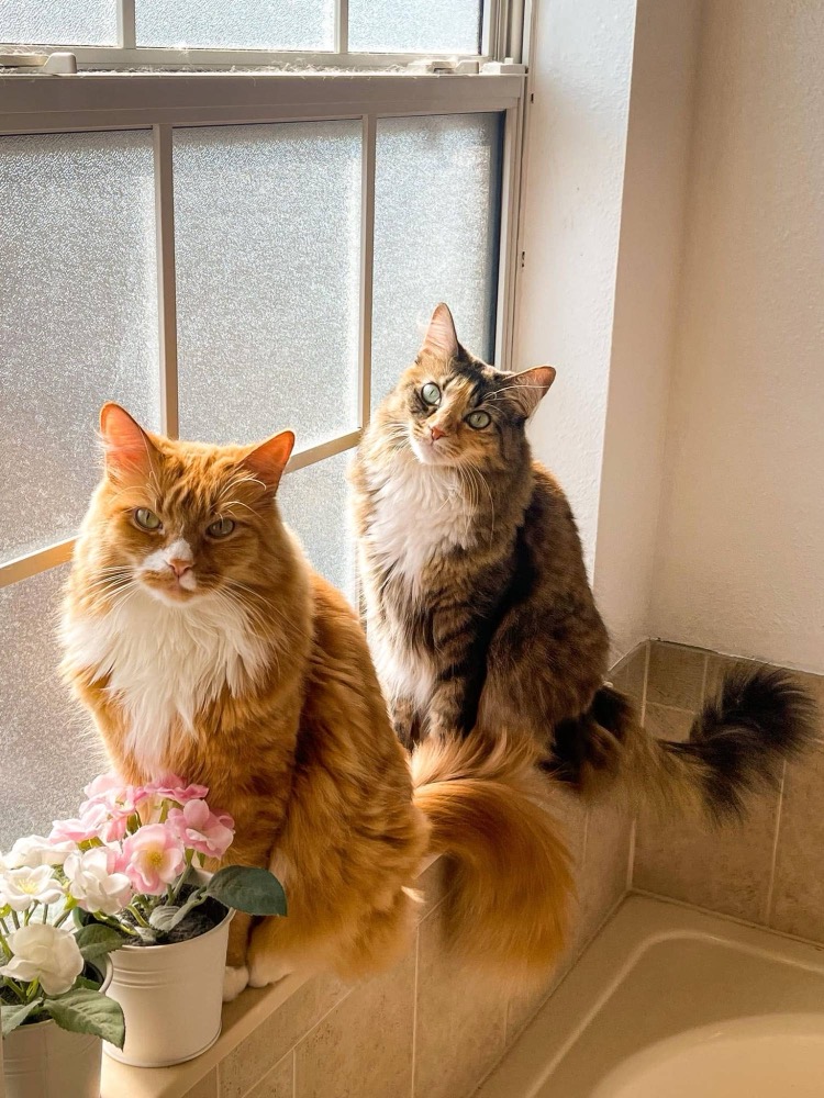 Lincoln, an orange cat, and Harper, a tortoiseshell cat, sitting by a sunny window